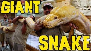 Measuring GIANT Snakes without a Snake Attack