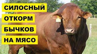 Силосный откорм бычков на мясо | КРС | Мясное скотоводство | Откорм крупного рогатого скота силосом