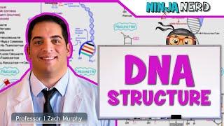 Cell Biology | DNA Structure & Organization 