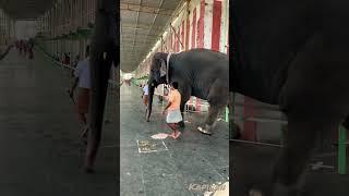 Thiruchendur Murugan Temple Elephant  #elephant #shorts