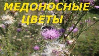 Медоносные цветы Донбасса. Пчелы.