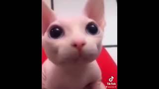 just a bald cat :_)