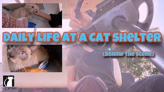 Daily Life At A Cat Shelter (Behind The Scenes)