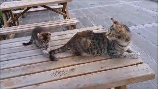 Mama Cat's Reaction to her kitten, When Kitten biting her tail