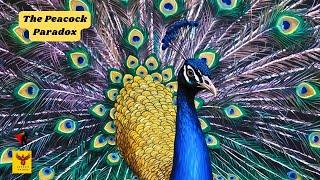 Unveiling the Peacock Paradox