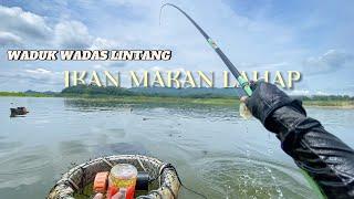 WADUK WADAS LINTANG IKAN MAKAN LAHAP!!