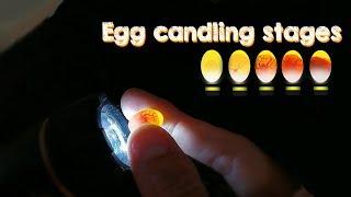 Eggs Candling Development Stages, Aviary Birds in the Bird Gallery
