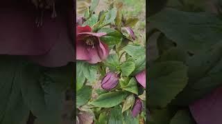 Lenzrose (Helleborus orientalis) #garten #flower #irislandschaften