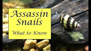 Assassin Snail Facts | Diet, Housing, Anatomy and More!