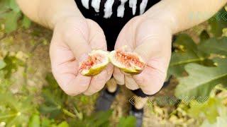 Top 3 Best Tasting Figs That Will Actually Ripen In Zone 5 & 6