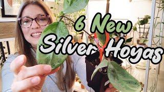 New Silver Hoyas in My Collection | Silver Lady, Nova Ghost, and more!