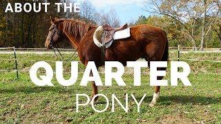About the The Quarter Pony | US Horse Breeds | DiscoverTheHorse