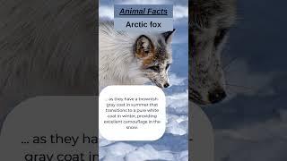 Camouflage Masters: Arctic Foxes Change Coat Colors! #shorts #shortsvideo #shortsfeed