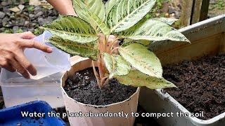 Do Aglaonema Need Big Pots? (Aglaonema Plant Care)