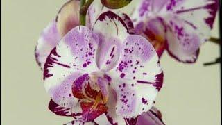 Phalaenopsis Magic Art