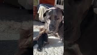 Tiny Kitten Loves Her Huge Pittie BFF | The Dodo  #thedodoanimals #cat