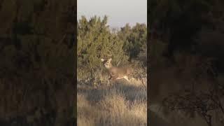 Frontal shot on a Whitetail! What a shot