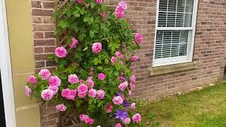 GERTRUDE JEKYLL  English Climbing  By #davidaustinroses  Rose for doorway  England 8b #climbingrose