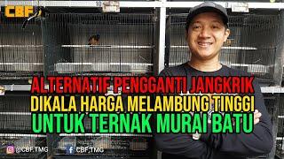 ALTERNATIF PENGGANTI JANGKRIK DIKALA HARGA MELAMBUNG TINGGI UNTUK TERNAK MURAI BATU