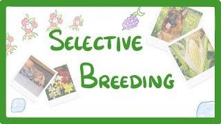 GCSE Biology - Selective Breeding