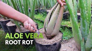 How To Manage Aloe vera Root Rot