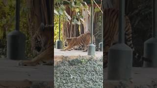 Indian Tiger | Panthera tigris tigris | Sayajibaug Zoo Vadodara Gujarat India