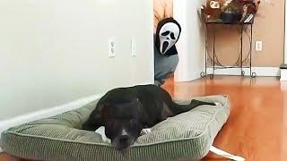 Funniest Pranks On Dogs And Cats  Try Not To Laugh  | Animals Life