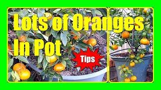 Grow Lots of Oranges In Containers : Orange from Seed To Harvest