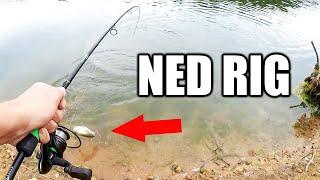 Summer Bank Fishing For Bass With a NED RIG