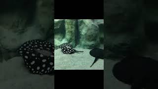 Polka dot Fish | Acquarium | Neon Blade