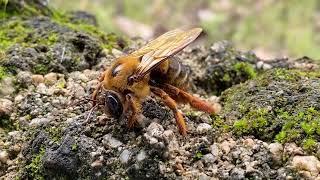 how to catch and observe giant hornets