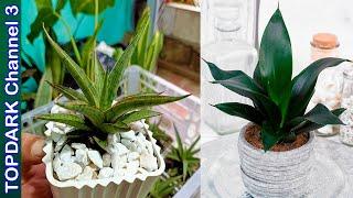 15  Variedades de Sansevieria