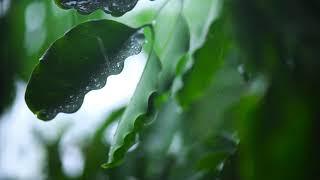 Short nature background professional video tree leaves rain drops royalty free no copyright 1080p HD