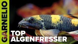 Bester Algenfresser für Aquarien ab 200 Liter - Garra flavatra.