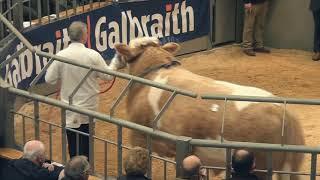 Simmental Bulls at Stirling (Prices 7,000 gns - 16,000 gns) October 23rd 2018