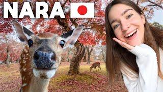 NARA, JAPAN IS A MUST VISIT  THIS IS WHY!