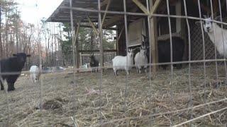Coyote Attacks And Kills Greensboro Woman's Goats