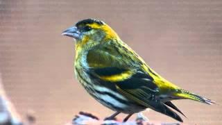 λούγαρο Carduelis Spinus wmv