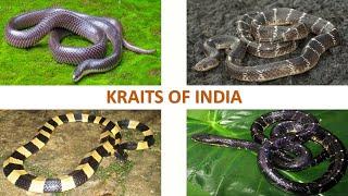 Kraits of India  | Snakes | Indian Reptiles