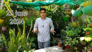 i am shifting my garden into tropical garden because of my illness | kitchen gardening