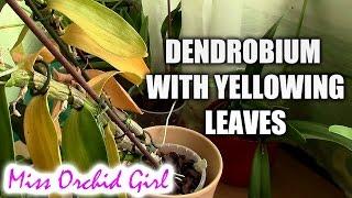 Yellowing leaves on Dendrobium Nobile orchid