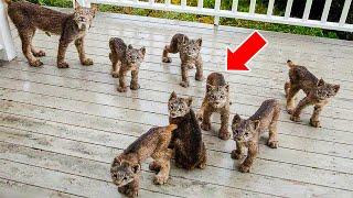 Lynx Brings 7 Kittens To Woman – She Bursts Into Tears When Realizing Why!