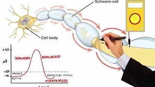 NEURON ACTION POTENTIAL (MADE EASY)