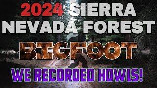 2024 Sierra Nevada Forest Bigfoot Investigation (We Recorded Strange Howls and Screams)