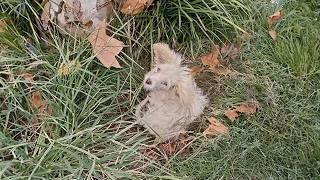 Abandoned dog waits in grass. Hopeful as people pass, he looks up, then droops when not his owner.