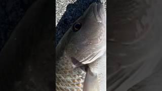 THICK Mangrove Snapper Flipped on Florida Keys Bridge!    #mangrovesnapper #chadgonefishing