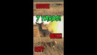 Cat Coyote Buck?!? Youth SHOOTS BUCK AT 7 STEPS! - Wildest hunt I've ever been on #SHORTS