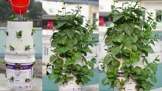 Turn The Paint Can Into A Vertical Pot To Grow Clean Vegetables To Provide For The Family