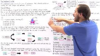 Classical Pathway of Complement System