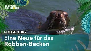 Wirbelwind im Wasser (Folge 1087) | Elefant, Tiger & Co. | MDR